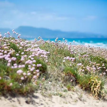 Welcomely - Bouganville - Asinara